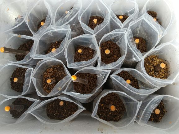 自然農 簡単♪イチジクの増やし方 挿し木の方法農業体験@神奈川 だいじー 宮城 幸司