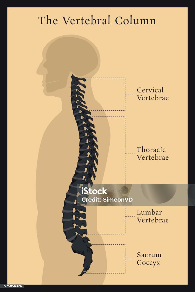 脊椎柱の構造 椎間板と脊髄椎骨の解剖学 - 図表のベクターアート素材や画像を多数ご用意 - 図表, 手術, 背骨 - iStock