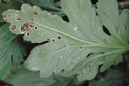 キク キク科 病害情報調べるタキイ種苗株式会社