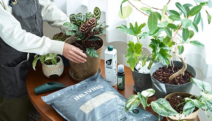 持ち込みの鉢植え植え替え🪴 お手持ちの窮屈になった植物を植え替えしませんか？ 植え替え方法が分からない場合や、少しの土でいいのに1袋もホームセンターで購入しなくてはいけなくて迷ったりしていませんか？当店にて鉢植えをご購入くださった場合は無償で植え替え