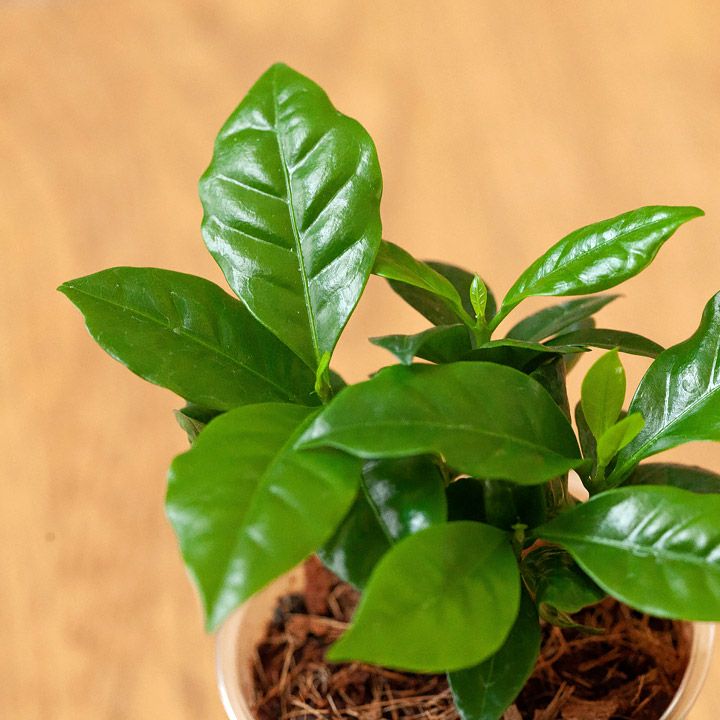 コーヒーの木を置くと運気爆上げ！風水的に良い飾り方や置き場所 – 東京寿園