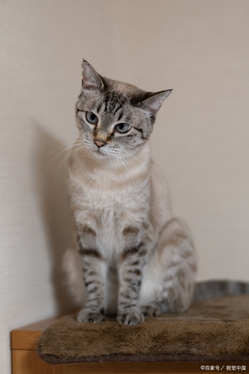 貓咪不能聞的味道有哪些？保養品中的精油呢？ - 本質研究