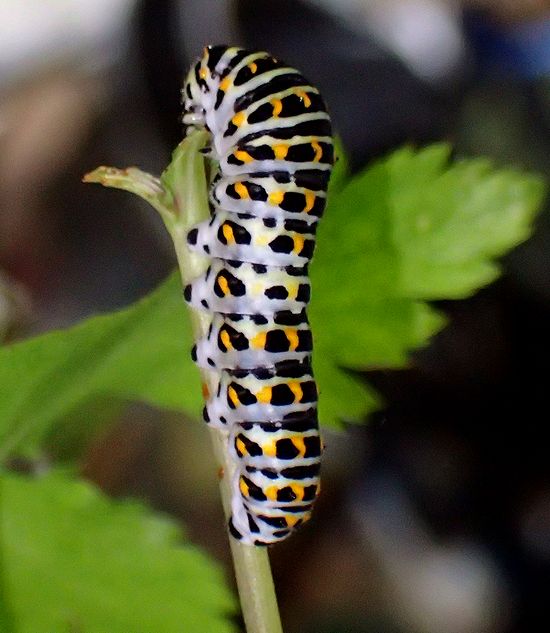 アゲハの仲間は変わった匂いがする葉が好き？ - 株式会社バイオーム