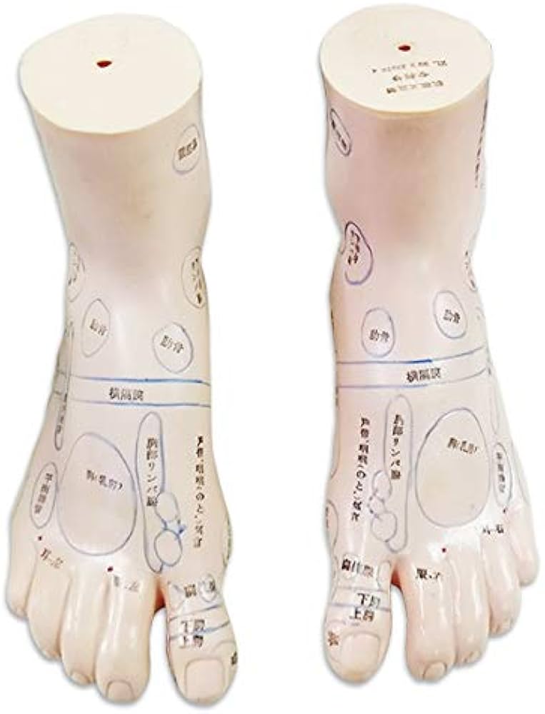 数量限定日本語表記 わかりやすい 体系的に覚える 足つぼ 模型 足ツボ マッサージ 足裏 図 あしつぼ 反射区 20cm 鍼灸 整体 足つぼ模型 足つぼマッサージ 体系的に覚えるツボグッズ 足裏マッサージ 反射区 日本語表記 20cm 鍼灸 整体