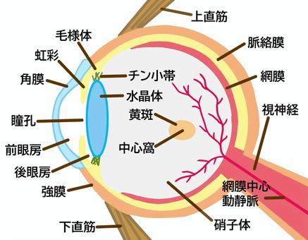 目の構造 断面図32010000007 の写真・イラスト素材アマナイメージズ