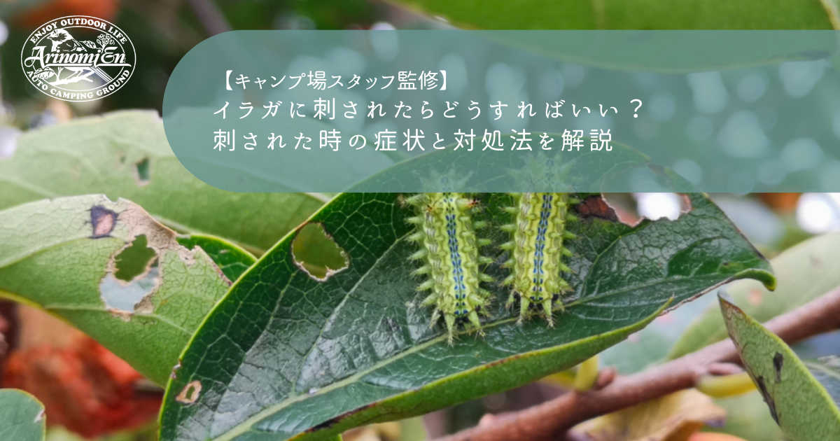 電気虫」と呼ばれる美しいトゲトゲ毒毛虫。イラガの種類と魅力 - ネイチャーエンジニア いきものブログ