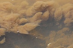 PowerPoint プレゼンテーション