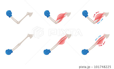腕を曲げるイラスト無料イラスト・フリー素材なら「イラストAC」