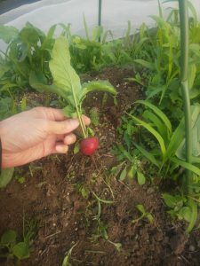 江戸時代の肥溜めの値段はなんとペットボトル飲料の3倍だった！？ - ほのぼの日本史