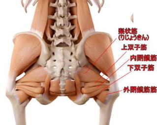 膝の痛みは「軟骨の傷み」？内側広筋ストレッチで解消！大川接骨院石川県 金沢市柔道整復師電気療法、マッサージ各種保険適用、医療費助成対応