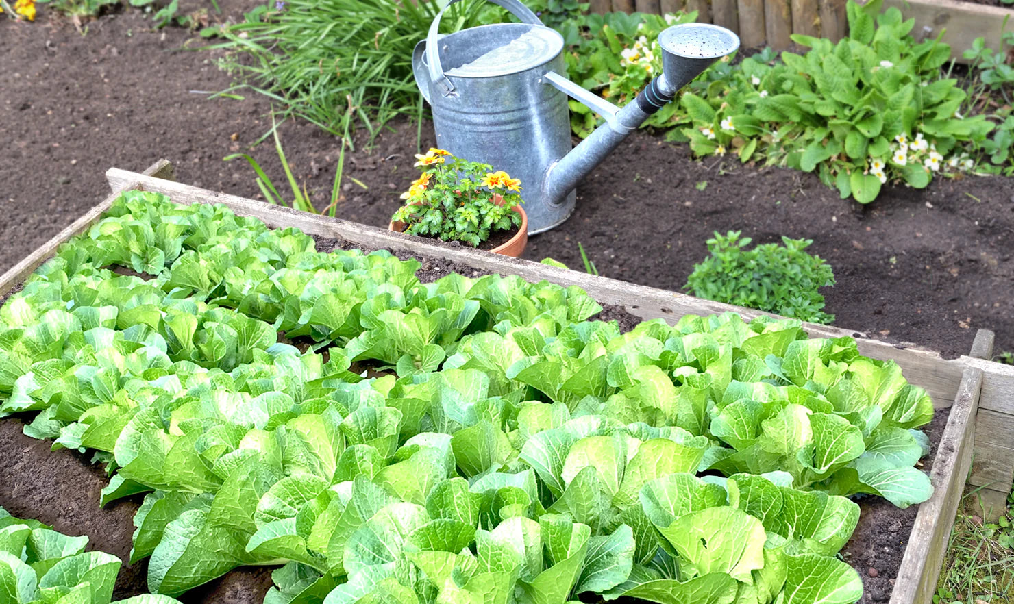 白菜収穫 ,年越し白菜。出遅れて定植した白菜がやっと収穫。長かった・。長かったけど虫にも喰われめくりめくって外回りの1 4廃棄。この虫に喰われる量が無ければ、まぁまぁ大きい白菜だったのですがね。,ハクサイ白菜栽培害虫葉物野菜週末農業週末農業週末農家