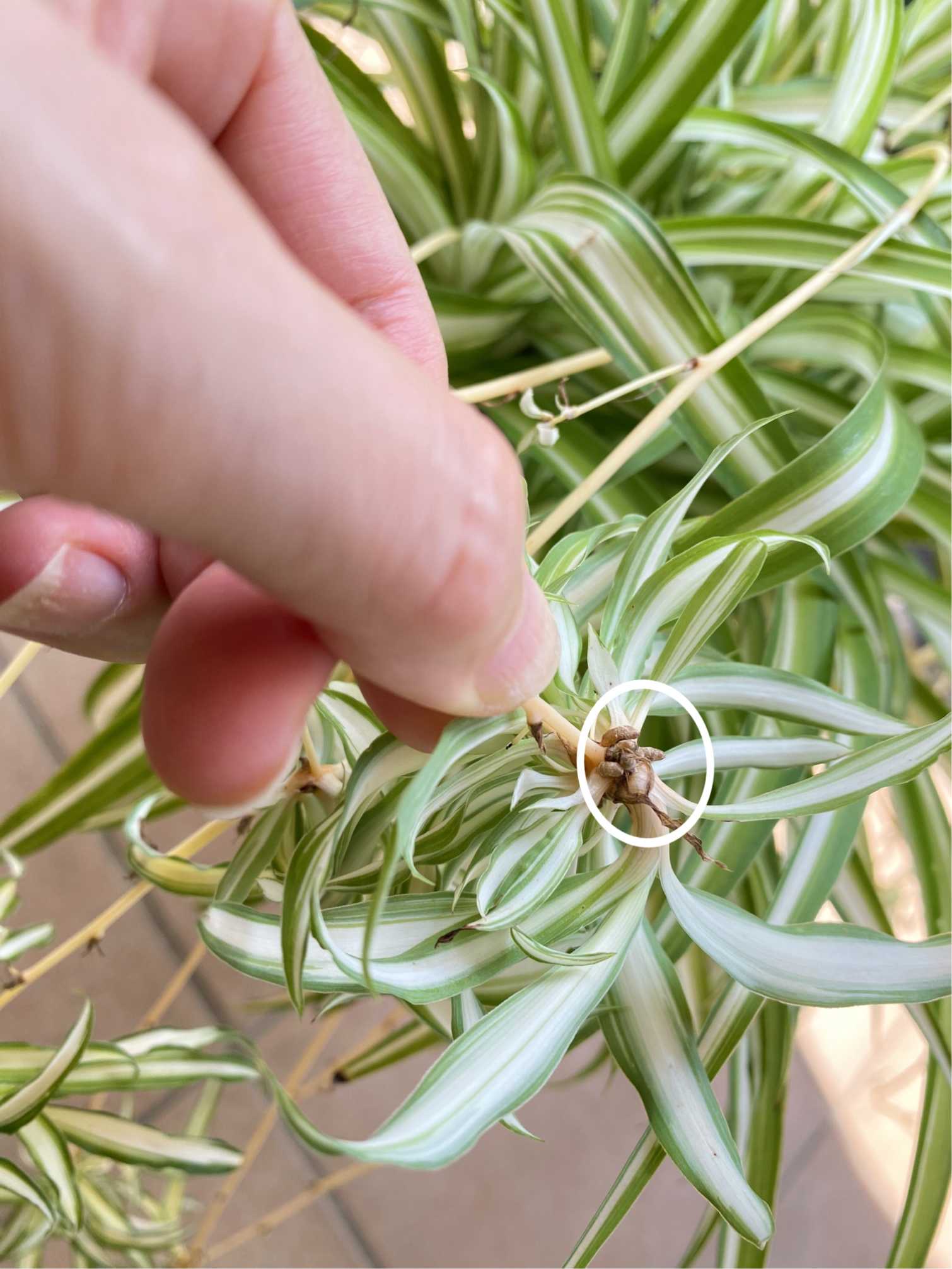 観葉植物オリヅルランの育て方 冬越しや植え替えについてご紹介します植物とあなたをつなぐPlantia