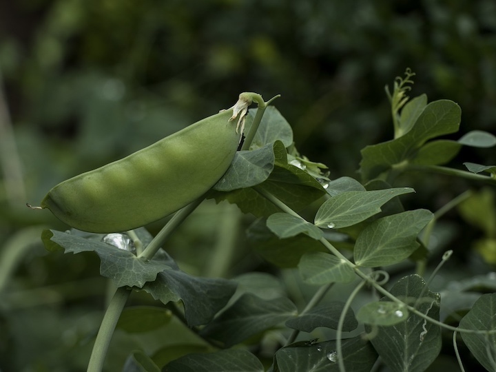 オクラのコンニオンプランツ栽培収穫後はそのまま次の野菜に有効利用！カジトラ