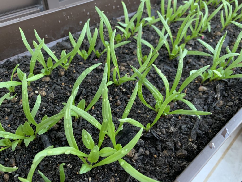 ホウレンソウ野菜のビギナーズマニュアル株式会社トーホク