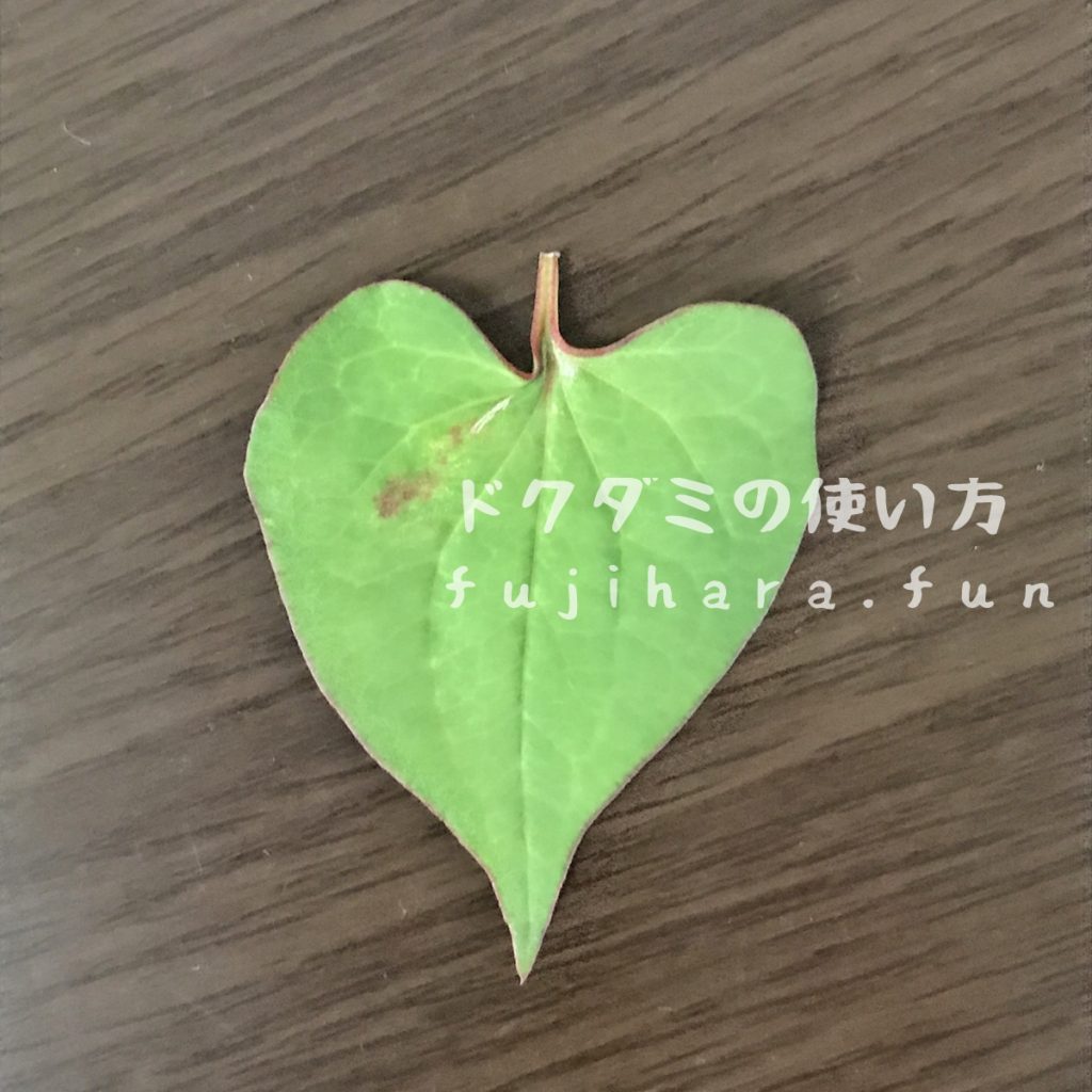 虫刺されや化粧水にも！ ドクダミや枇杷の葉でチンキづくり。庭の植物でおいしいお茶もPage 3「colocalコロカル」ローカルを学ぶ・暮らす・旅する