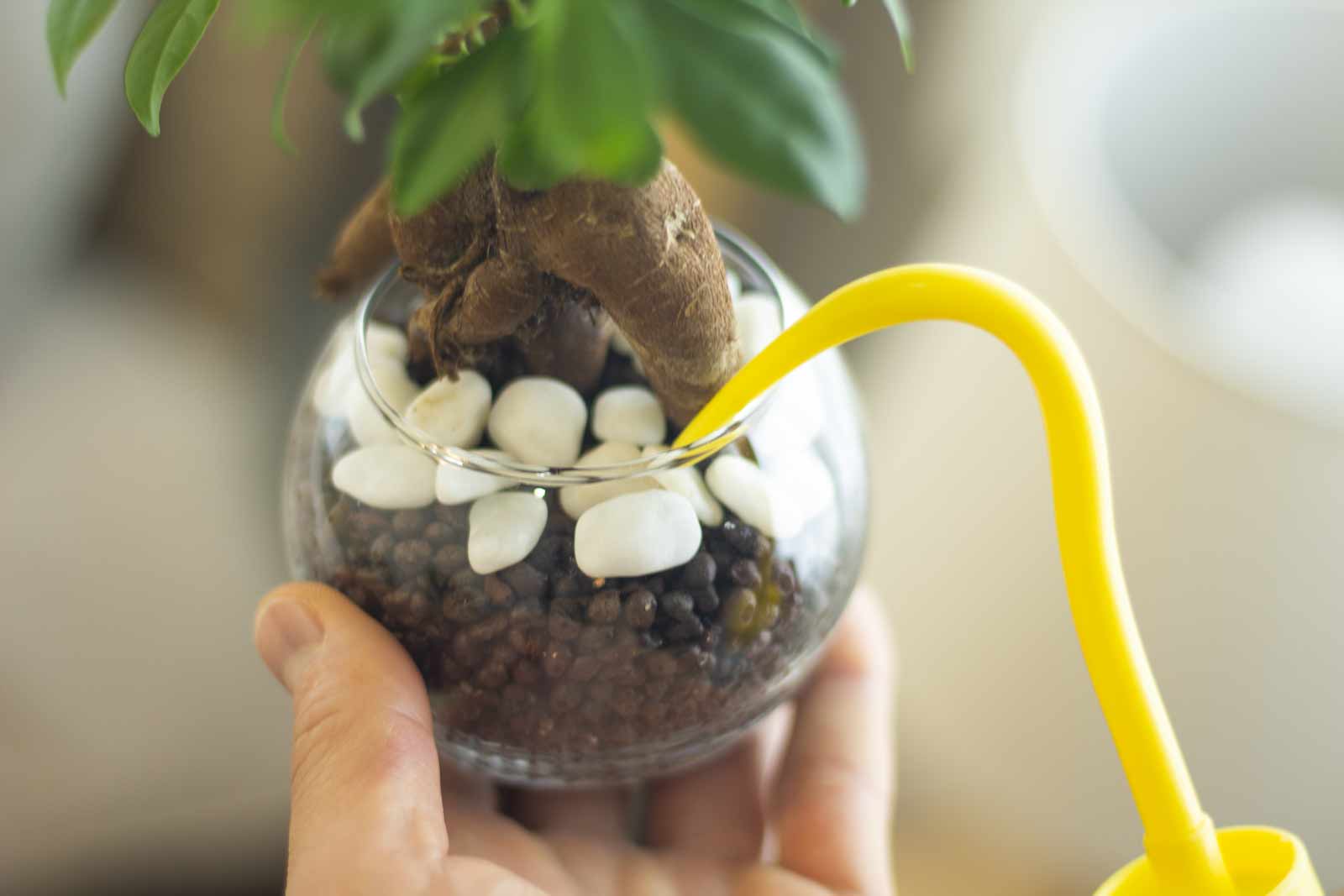 ハイドロカルチャー鉢 でか01