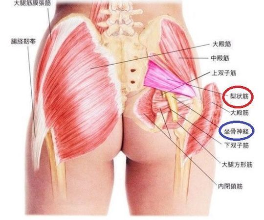 お尻や脚が痛む「坐骨神経痛」の原因は「腰」にあった：つらい「坐骨神経痛」を自力で治す！：日経Gooday グッデイ