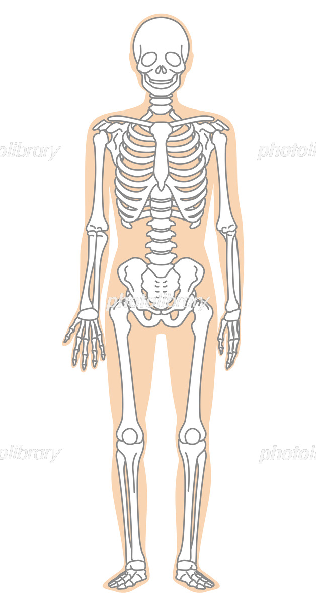 人間の人体骨格イラスト H219イラスト工房