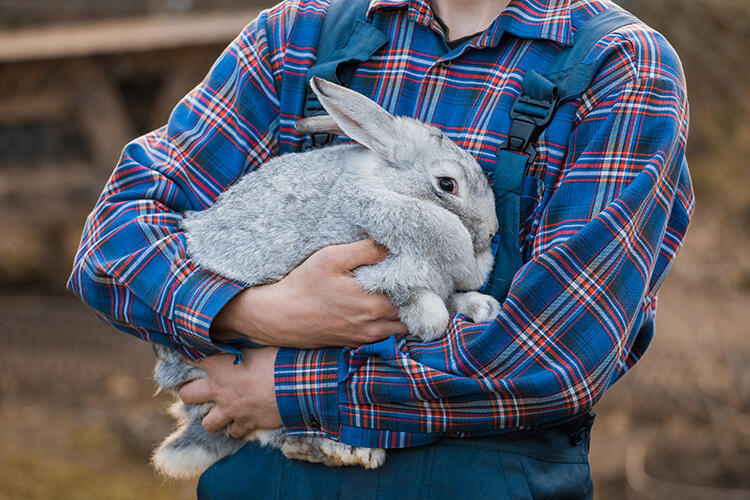 うちのうさぎ～ず6歳♪ - *Essence
