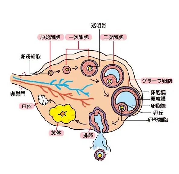 卵胞の質を低下させない生活習慣未来ヘルスケア オンラインショップ