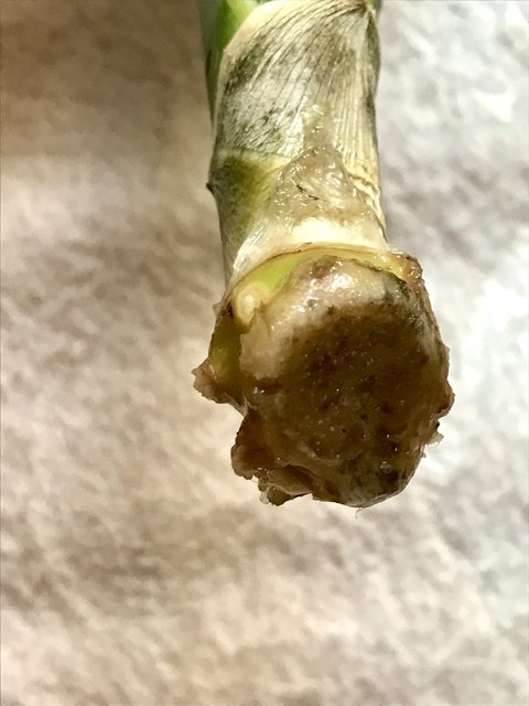 とっても簡単！サンスベリアの育て方5つのポイント観葉植物と風水のグリーンスマイル