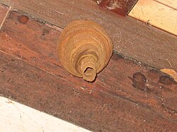 虫・昆虫の漢字クイズ超簡単な初級～難読の上級までの虫の名前の漢字の読み方を無料ゲーム感覚WEBアプリで楽しもう