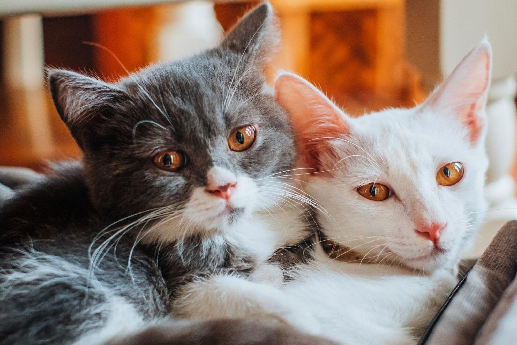 猫がお互いを毛づくろいをしている時の心理とは