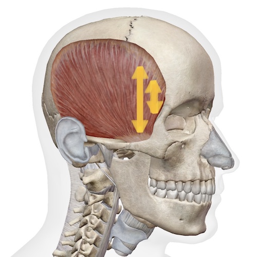 ▷人体 - カイロプラクティックメンテナンス土屋整体院