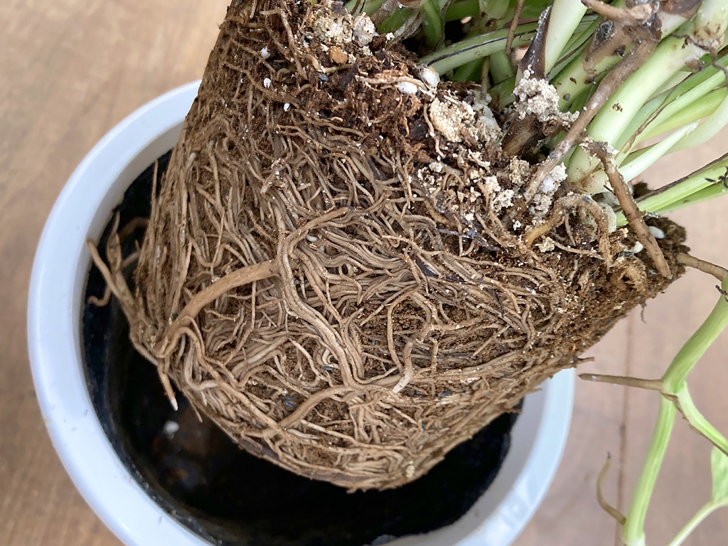 観葉植物の植え替え適切な時期や方法について観葉植物・お花の通販 AND PLANTSアンドプランツ