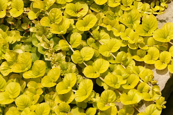 リシマキア達も満開を迎えています♪お庭nonohana色