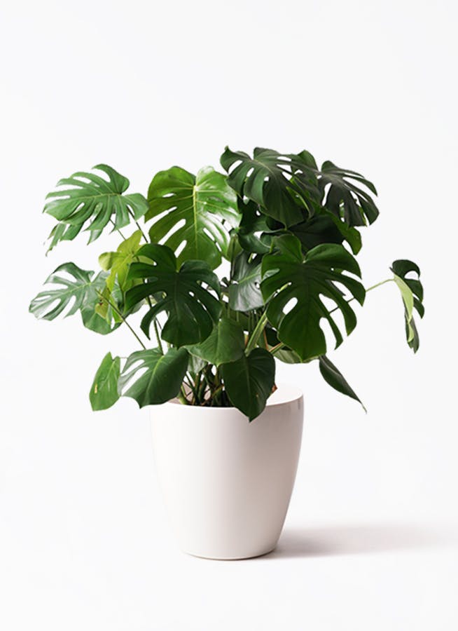 復縁できる風水で彼の気持ちが戻る！モンステラなど効果的なアイテムの活用術や部屋のレイアウト法無料占いfushimi