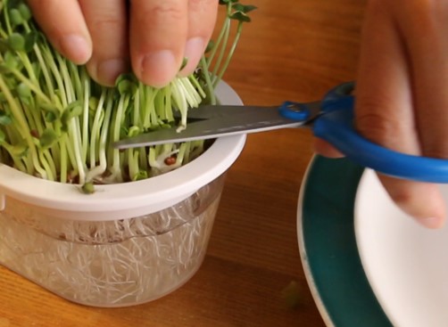 ブロッコリースプラウトの育て方と臭い対策を徹底解説 - 30代サラリーマンパパの家庭奮闘記