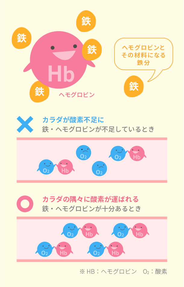 国試対策：暗記からの卒業 39話 赤血球の分化と貧血 - YouTube