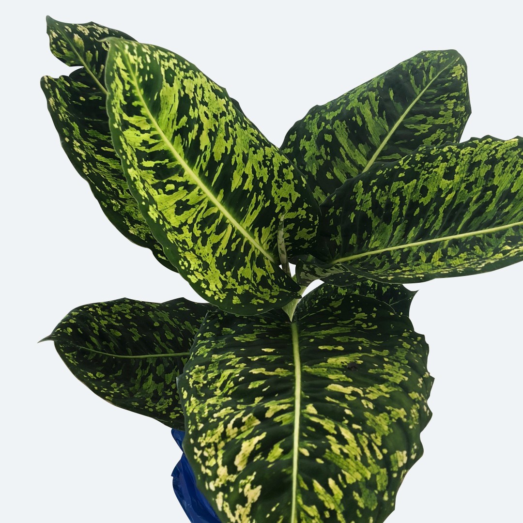 ディフェンバキアの育て方明るい日陰で栽培します - 花と木の育て方│元気に生長させる栽培のコツ