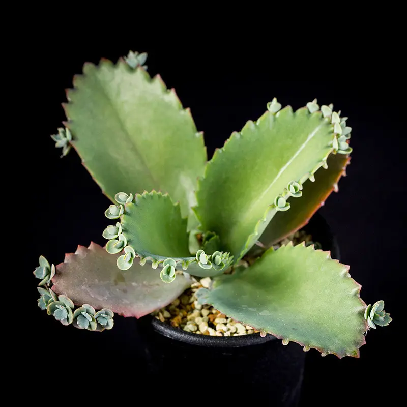 多肉植物 子宝草 ＊