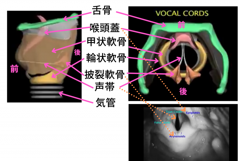 3-23呼吸器系 - 咽頭・喉頭 国試過去問解説かずひろ先生 黒澤一弘解剖学