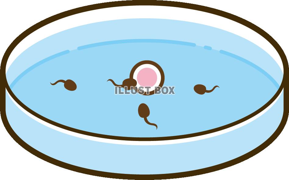 受精卵 卵割のイラスト素材25182914- PIXTA