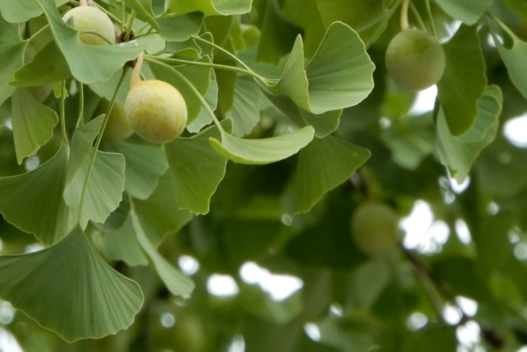 ぎんなんが臭い！ちょっと謎なその理由とは？美味しいけれど毒があるって本当!? 季節・暮らしの話題 2020年11月17日- 日本気象協会tenki.jp