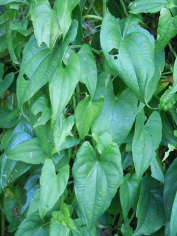 芋の葉節」- 古典音楽