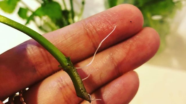 せりのレシピ 根っこまでおいしい！ せり鍋・炒め物・サラダのおすすめの食べ方3品三越伊勢丹の食メディアFOODIE フーディー