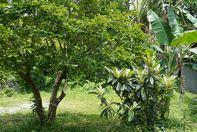 ドクダミは花も葉も超優れもの虫刺されにドクダミの日本酒と焼酎漬けどくだみ茶、田舎暮らしに