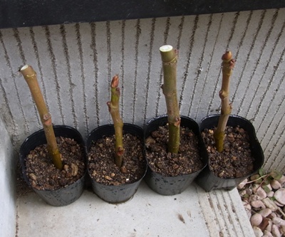 失敗から学ぶいちじくの挿し木について│いちじくびより