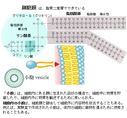 動脈硬化はまず血管内皮機能の低下から