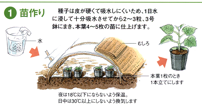 冬瓜の種まきと発芽: 気ままな耕作日記-野菜大好き