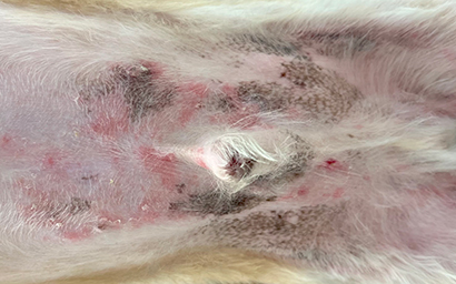 膿皮症ってどんな病気？自由が丘どうぶつ病院 アニコムグループ 休診日なし犬、猫、うさぎの動物病院世田谷区奥沢