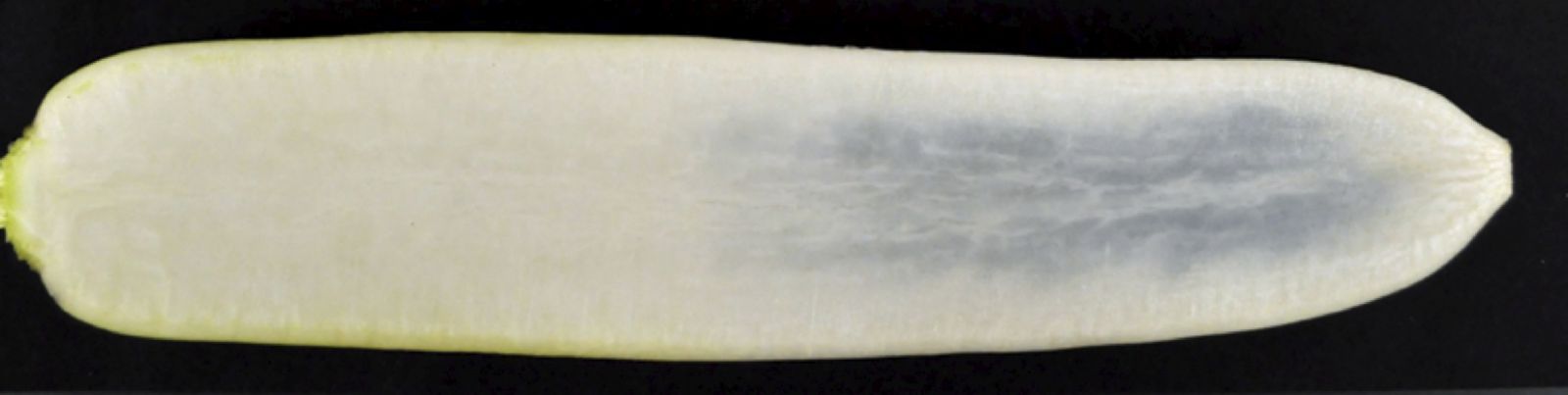 青皮紅心大根 紅芯大根‐中が赤いダイコン：旬の野菜百科