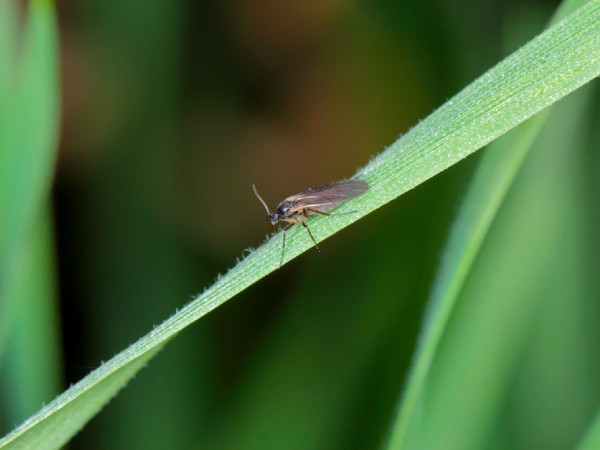 甘く見てはダメ。アウトドアの敵ブヨ ブユ、ブト楽しいキャンピングカーライフを提案するCCKota