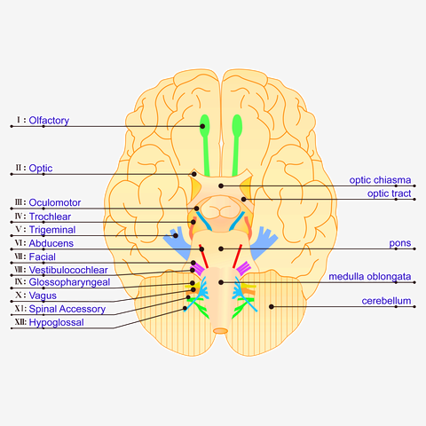 英語ネイティブ脳みそのつくり方白川 寧々 本通販Amazon
