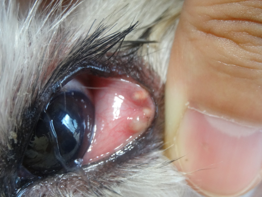 犬の頭にできたイボをこすって出血 イボの結紮処置 青葉区 たちばな台 みたけ台 桜台 柿の木台レオどうぶつ病院