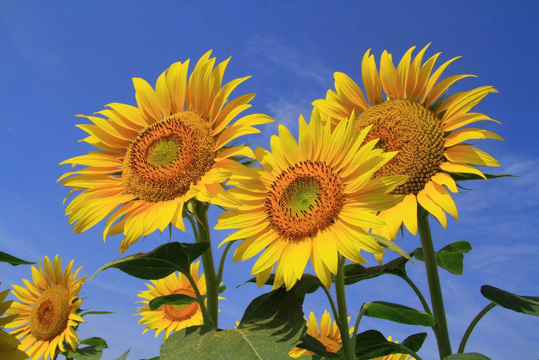花言葉 片思いや両思い、恋愛の秘めた気持ちを表す花言葉は？おすすめの花の種類を紹介Clover クローバー